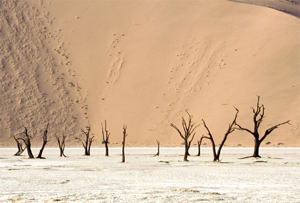صور جمال الصحراء وجفاف الأشجار - عالم الصور